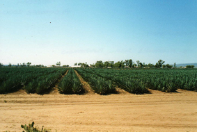 mada-4